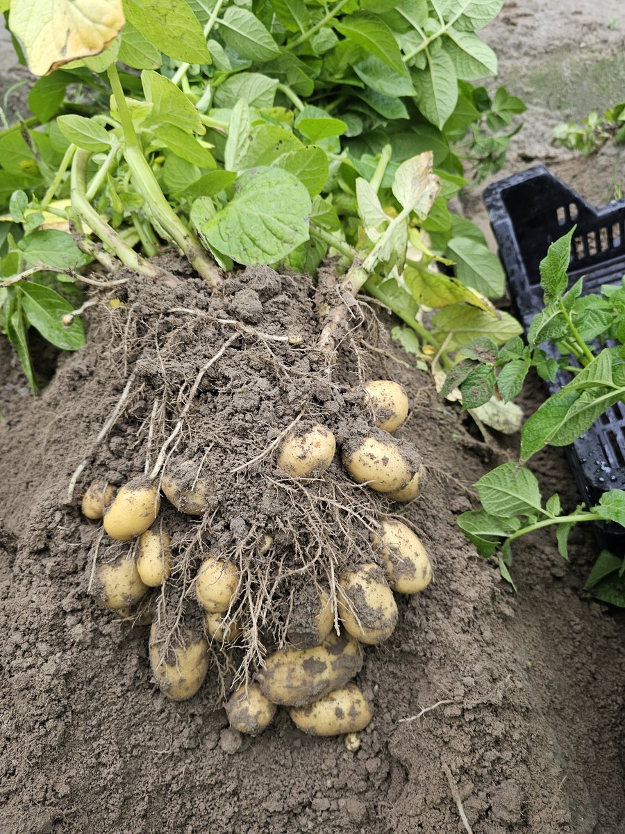 The 10 late blight resistant varieties from Geersing Potato Specialist have an average score of more then 8. 'Every new variety much reach this score', says <a href="/GeersingPotato/">geersing Potato Specialist B.V.</a>. 
Read more in our Potato Variety Days ebook: hubs.ly/Q02Wkht70 #PotatoVarietyDays24
