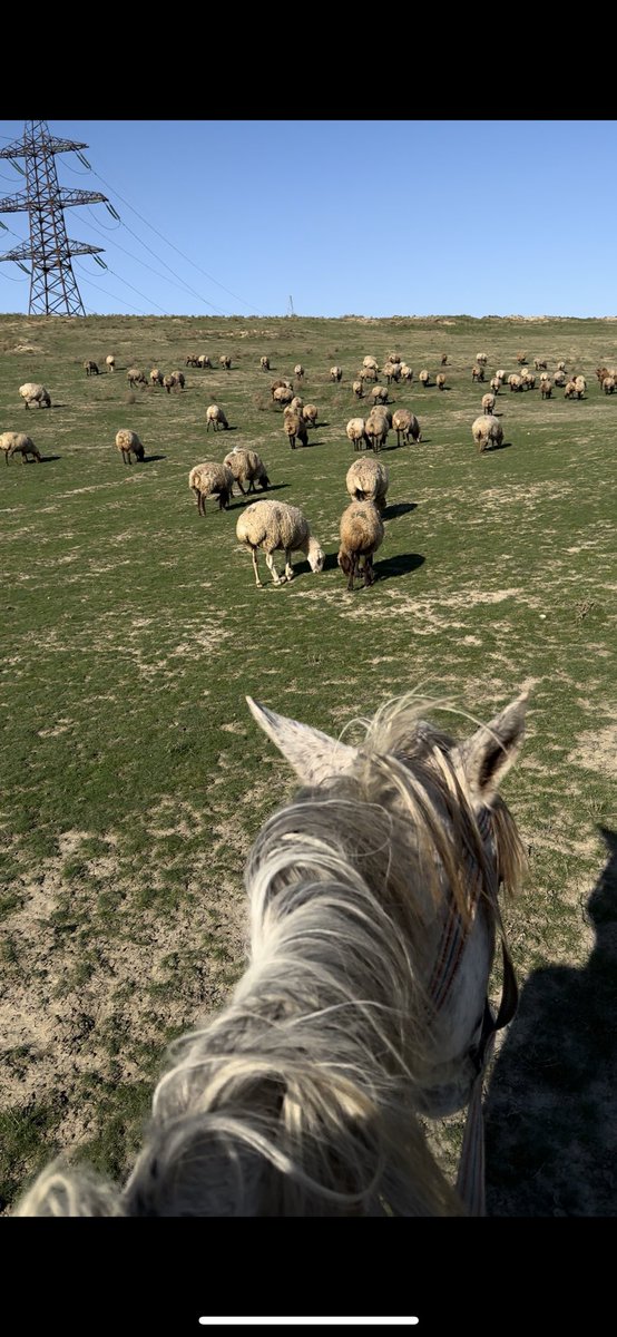 shinigamiXBT tweet media