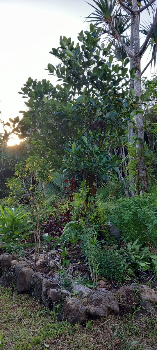 TiNAT_Bio's tweet photo. #Agroforesterie : Dans la série on mélange tout : mi prézant azot : Cette petite placette avec une dizaine d'espèces différentes #Mélanz https://t.co/QQVlSa7vjq