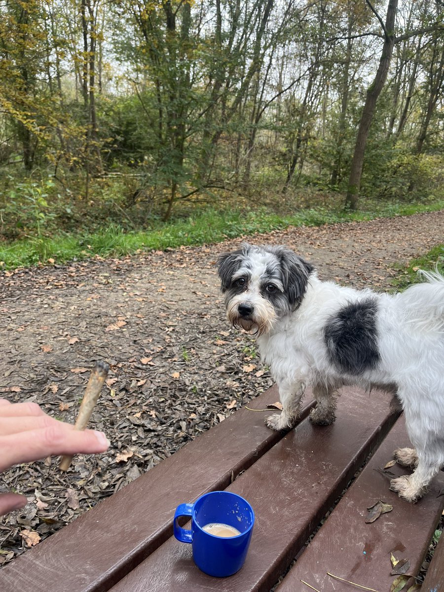 Sannu36394311's tweet image. Und immer noch eine meiner Lieblings-Suchtmittel-Kombinationen - zumindest für frühe #Spaziergänge 😜

Mein Wuffi, #frischeLuft #Natur #Laufen #Kaffee und ein Tütchen mit meinem eigenen #Weed (Francos Lemon Cheese)

#Cannabisnormal