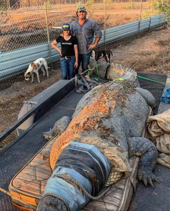 sat0oshi's tweet photo. L'Australie : où la beauté est à couper le souffle et les dangers... aussi.  

Un voyage à travers ses merveilles et ses risques. 

1. La taille de ce crocodile bovin capturé en Australie. https://t.co/EystFt7cui
