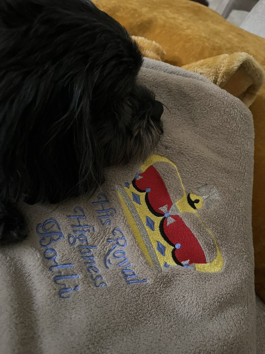 Just a little bit broken 🥺💔🐾🌈 run free Bolli ❤️‍🩹