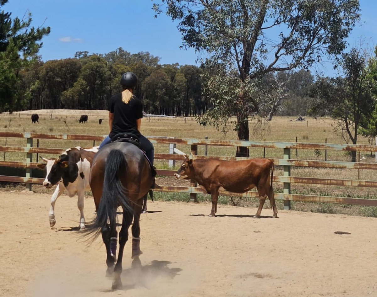 Kim Procter (@lunasgirlkim) on Twitter photo Wolf Stride in retirement out chasing cows! #lifeafterracing <a href="/ElleTennant/">Hilltop Horsemanship Pty Ltd.</a> <a href="/TheTrotsComAu/">The Trots</a> <a href="/HRVHERO/">HRV Hero</a> <a href="/trotguide/">National Trotguide</a> <a href="/vege07/">Paul Campbellscomments.com</a> Wolf Stride in retirement out chasing cows! #lifeafterracing <a href="/ElleTennant/">Hilltop Horsemanship Pty Ltd.</a> <a href="/TheTrotsComAu/">The Trots</a> <a href="/HRVHERO/">HRV Hero</a> <a href="/trotguide/">National Trotguide</a> <a href="/vege07/">Paul Campbellscomments.com</a>