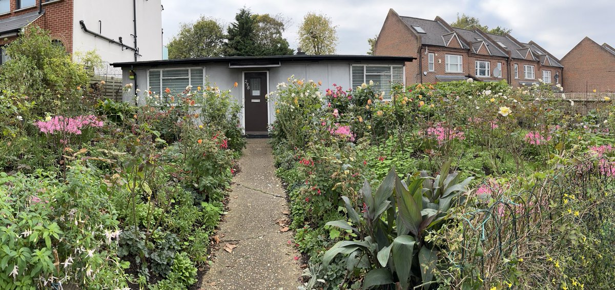 It’s always a delight to pass the prefab in Lordship Lane, one of the last survivors of local wartime/early postwar prefabs, with its wonderful front garden. Looking fabulous at the moment, and a tonic for us all.