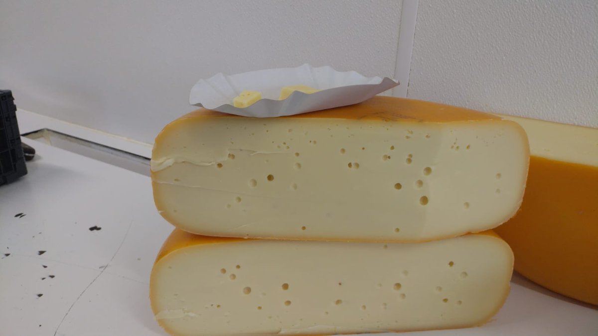 Wezenspyk's tweet image. Zijn broertje gaat eind november naar de kaaskeuring. #proeven