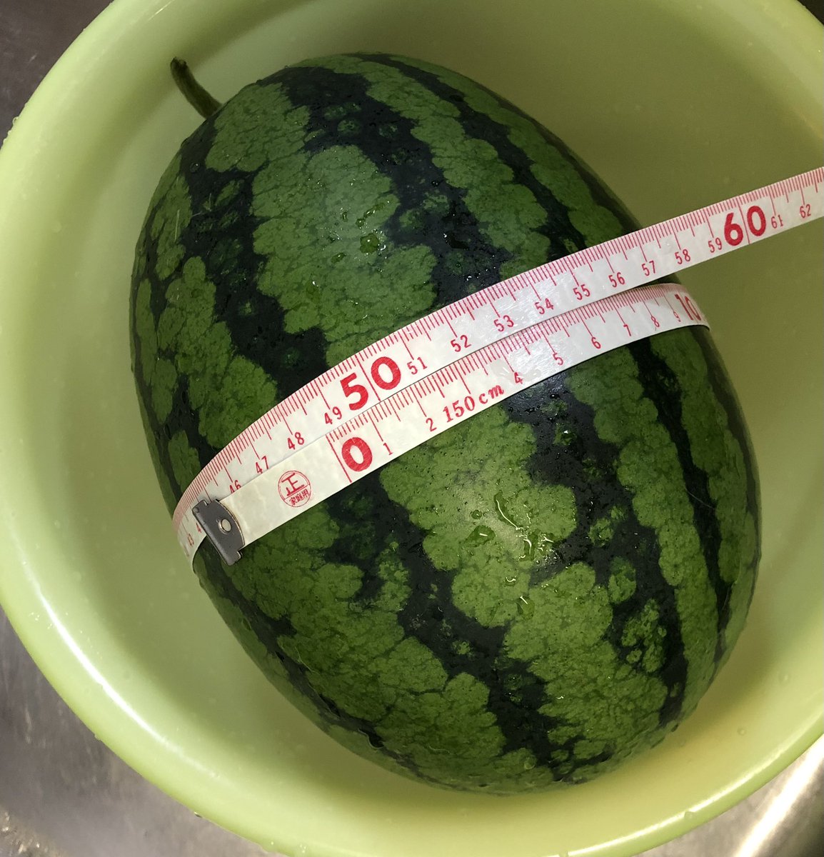 なんと！昨日スイカを収穫したw
今年は全然上手くスイカが作れなかったんだよねぇ…これが一番上手にできた🤩