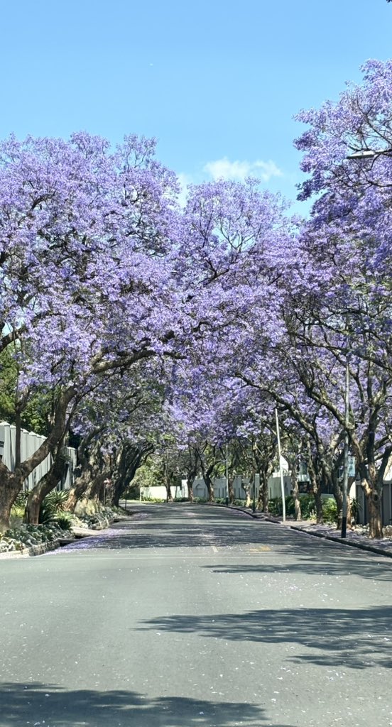 genazzie's tweet photo. My favourite time of the year 😍
@Hollywoodbets #NaturesFavouriteColour https://t.co/rRp3KPnVBt