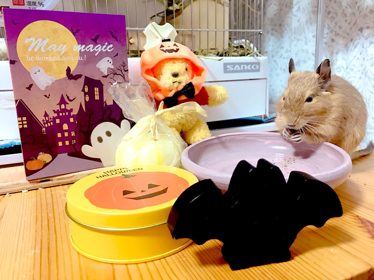 CHICCI1013's tweet image. 遅めのハロウィン🎃