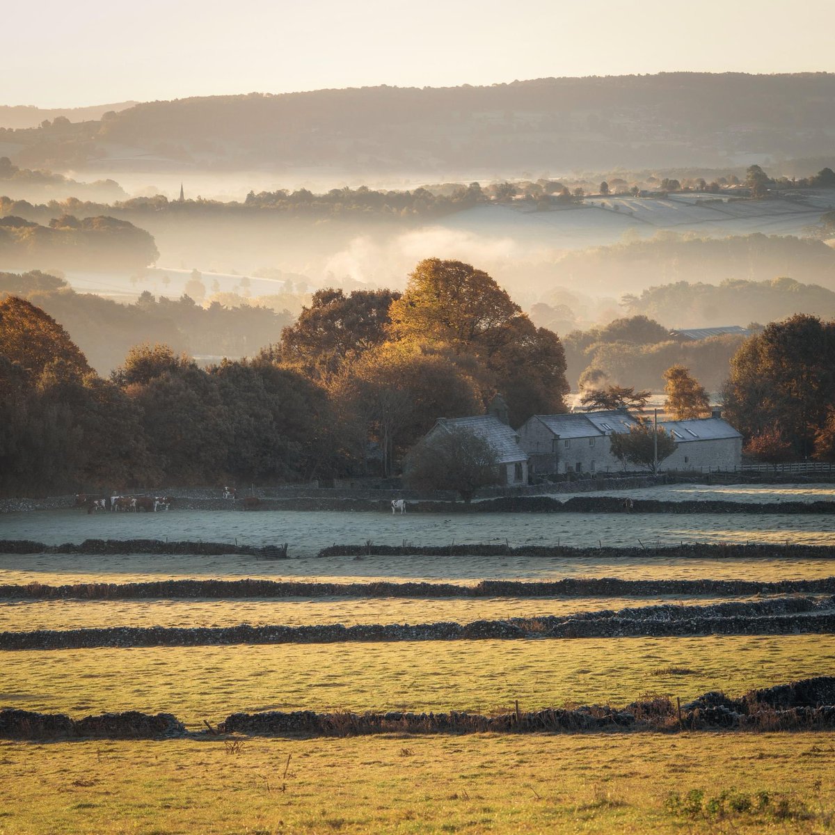 These are my dreaming hills, peaceful and still before the day begins in earnest. I love the old farm buildings and the tiny chapel, the cows gathered in the lee of the wall, and beyond, the fields of gold and the spire of the church rising through the mist to meet the morning.