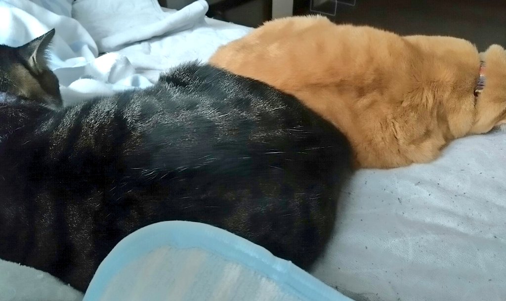 tomoneko1219's tweet photo. 昼間の土砂降りの最中、若猫ズは爆睡してたわよw https://t.co/8AN5Ykg6us