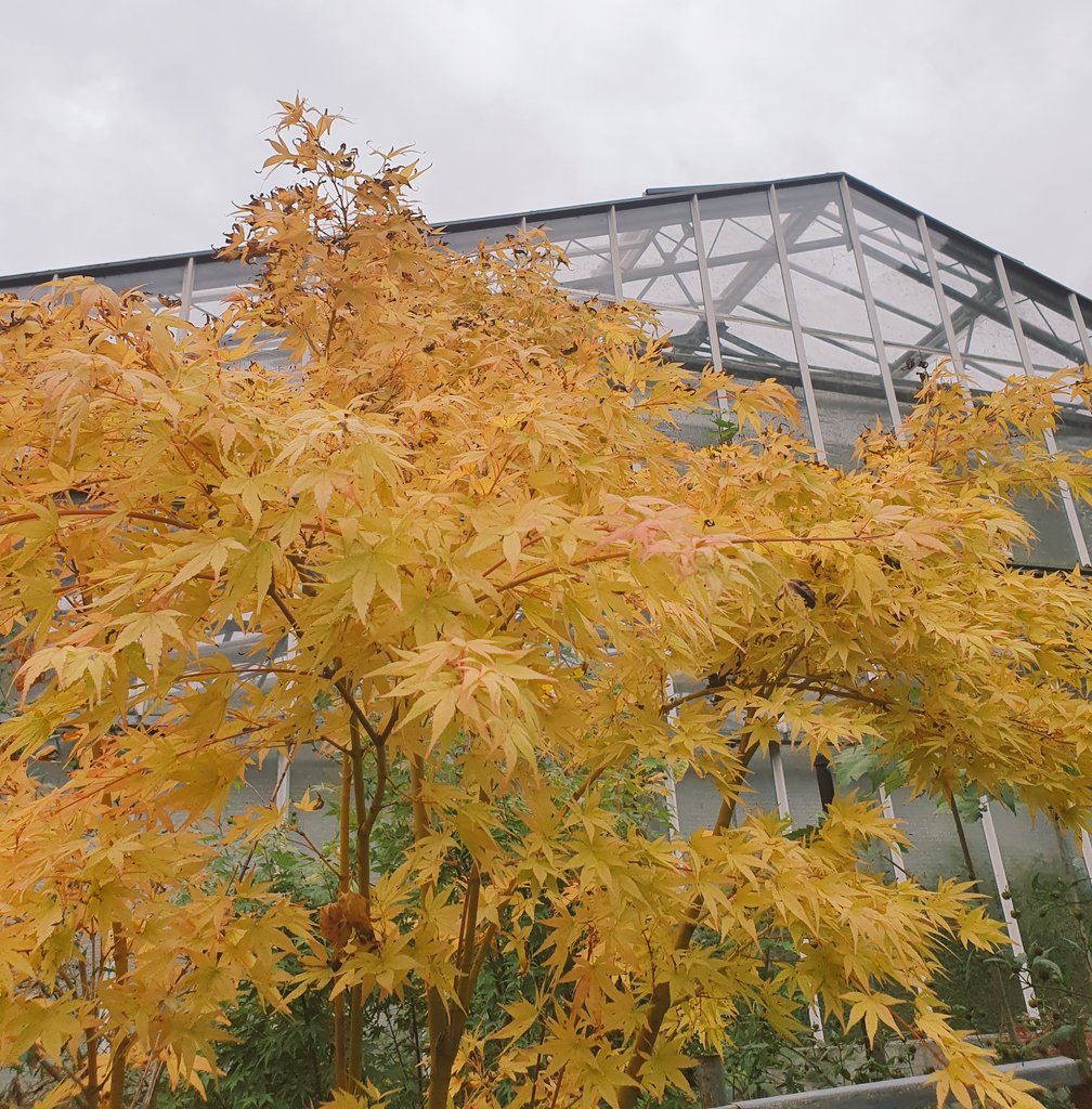 #AutumnVibes #foglie #autunno #vivaigaggero