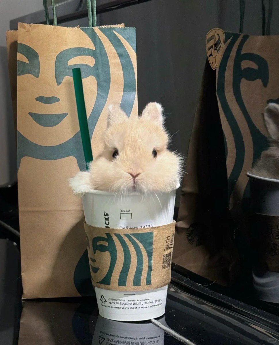 Why you should have a rabbit (@shouldhaverabit) on Twitter photo 