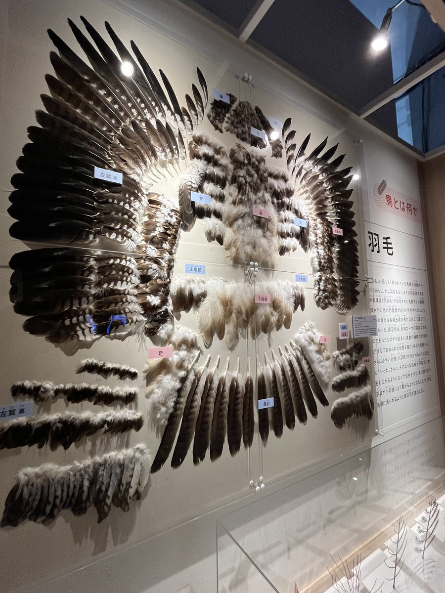 StarPredator247's tweet photo. 羽毛解体新書
 #国立科学博物館
#鳥展 https://t.co/gFw1ncGvzd