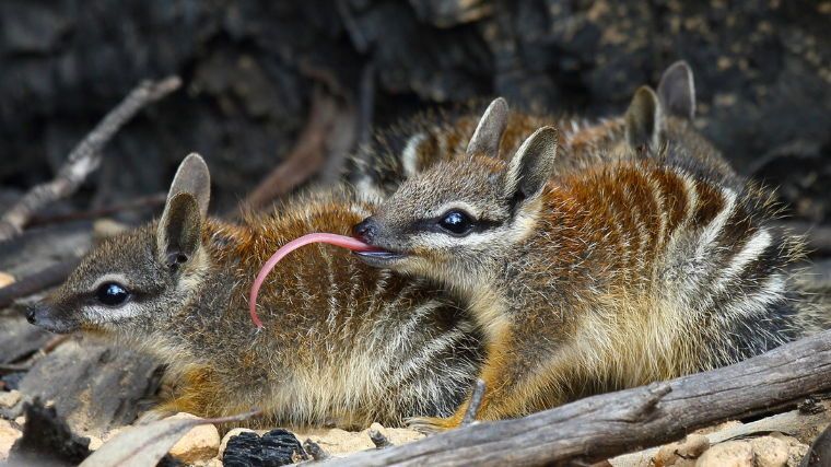 Happy World Numbat Day!

Did you know that the Numbat is an EDGE species? You can find them on our EDGE mammals list.

Unlike most Australian marsupials, Numbats eat termites instead. They can eat up to 20,000 termites a day, which they catch with their long, sticky tongues!