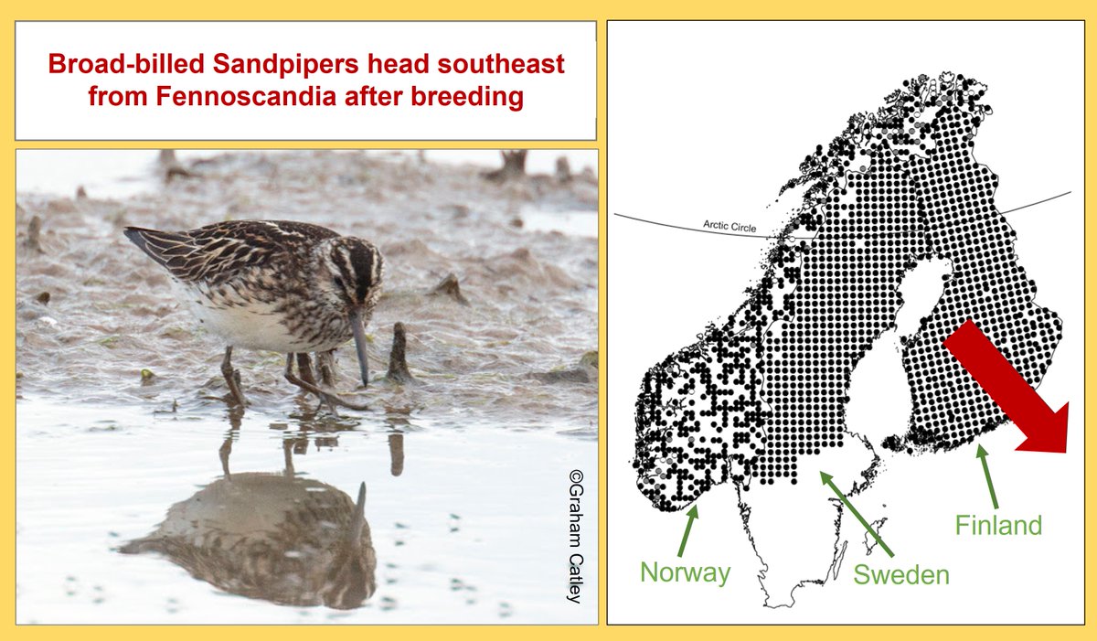 4/7
Broad-billed Sandpiper also goes from LEAST CONCERN  to VULNERABLE.
Fennoscandian surveys reveal big declines, as discussed here:
wadertales.wordpress.com/2019/11/26/fen…
Look out for upcoming #WaderTales blog!
#ornithology #waders #shorebirds