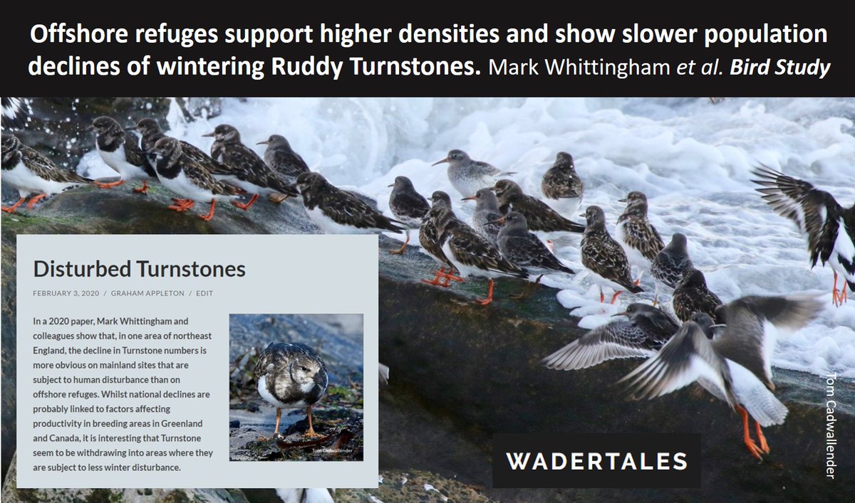 5/7
7⃣ waders were promoted from LEAST CONCERN to NEAR THREATENED, including (Ruddy) Turnstone.
Big issues in the Americas but disturbance may well be a global issue. 
More here:
wadertales.wordpress.com/2020/02/03/dis…
#ornithology