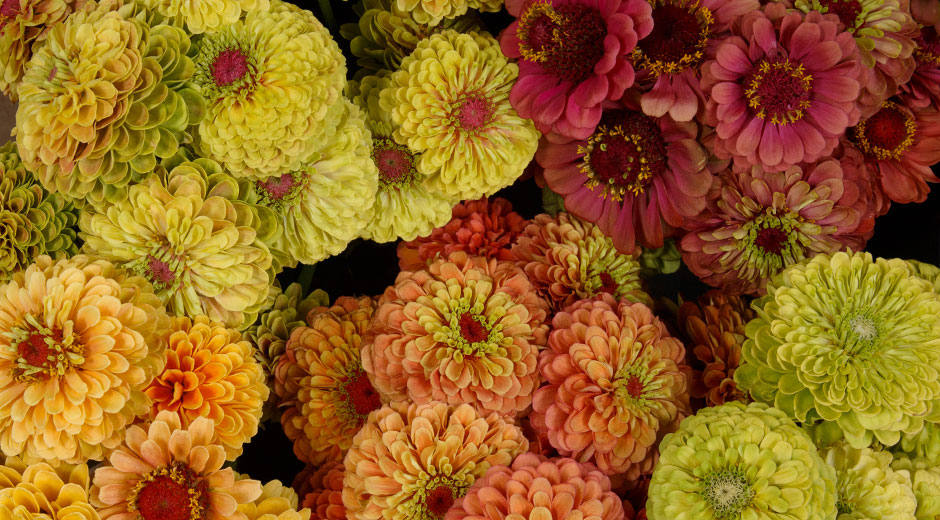 High Mowing Organic Seeds (@highmowingseeds) on Twitter photo ๐๐ ๐๐๐ ๐๐๐ ๐
๐๐๐๐๐ ๐๐๐๐๐๐! ๐๐
Introducing the Queeny Zinnia Series, a stunning collection perfect for cut flower production or bedding plants. Once Queeny Zinnias start blooming, they will continue to bloom all season long.
bit.ly/3Alu8kA ๐๐ ๐๐๐ ๐๐๐ ๐
๐๐๐๐๐ ๐๐๐๐๐๐! ๐๐
Introducing the Queeny Zinnia Series, a stunning collection perfect for cut flower production or bedding plants. Once Queeny Zinnias start blooming, they will continue to bloom all season long.
bit.ly/3Alu8kA