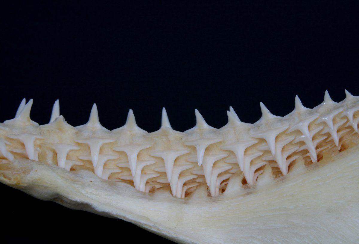 Jeremy Roberts tweet media