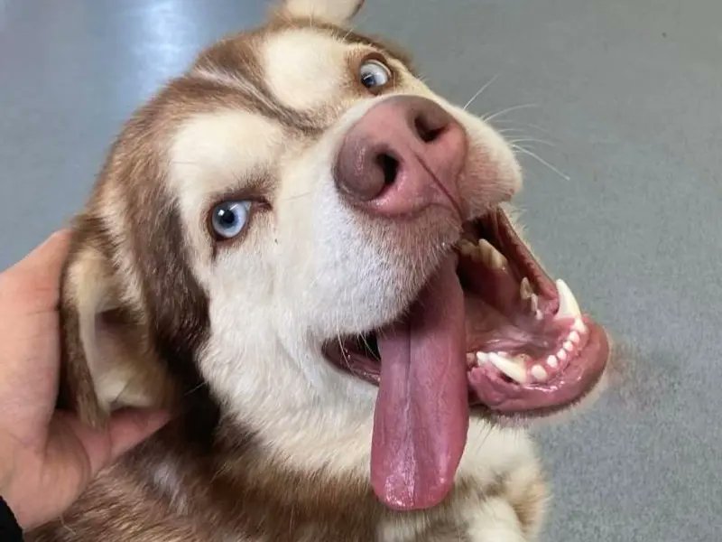 Animal Adoptions UK 🐕‍🦺🐈🐎❤️ tweet media