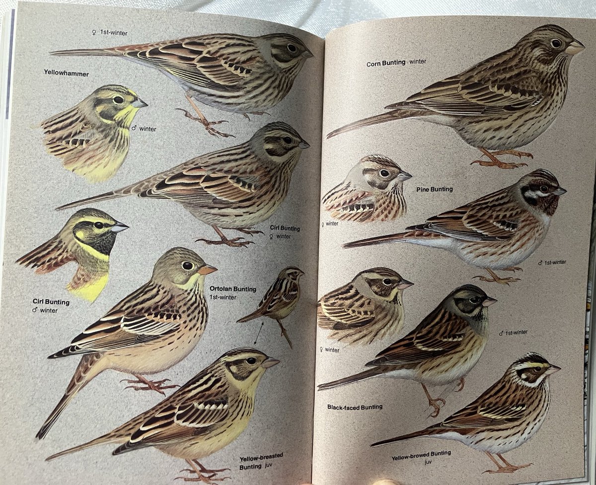 GPCbirding's tweet photo. With all the latest tomes and the Collins Guide dominating never forget the masterpiece by the master himself https://t.co/cBSbQgjVtX