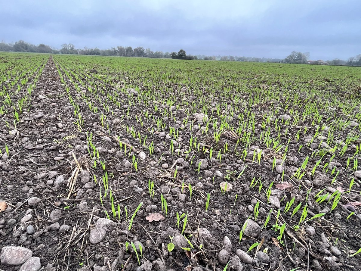 aestiv's tweet photo. #Orge brassicole #bio. En #nonlabour précédent #soja, préparation scalpeur Treffler. C’est bien 🙂 https://t.co/IGifCZCjIo