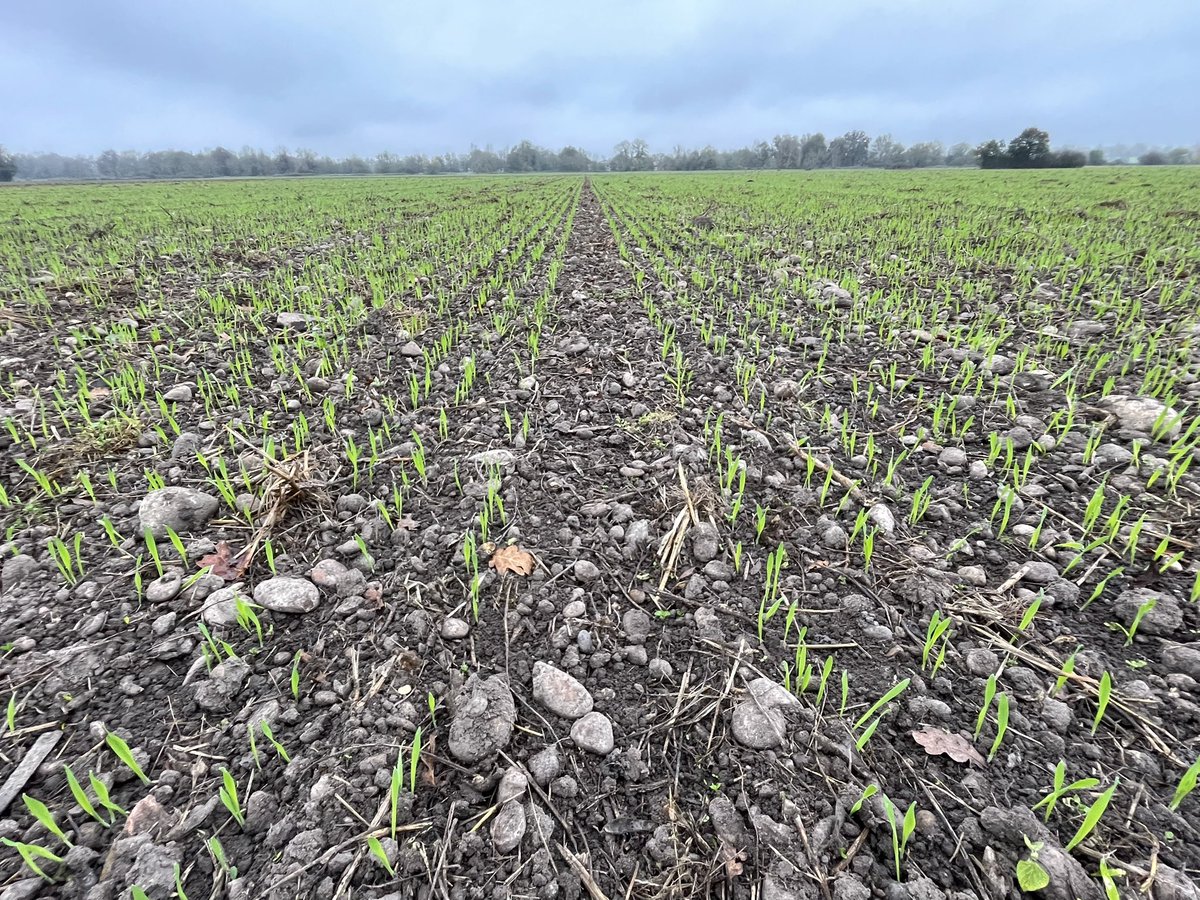 aestiv's tweet photo. #Orge brassicole #bio. En #nonlabour précédent #soja, préparation scalpeur Treffler. C’est bien 🙂 https://t.co/IGifCZCjIo