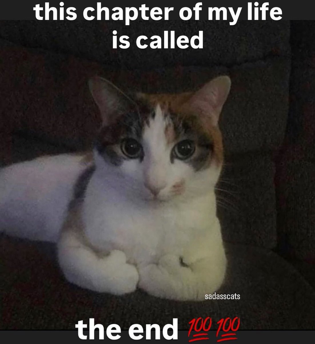 literallymecats's tweet photo. https://t.co/WVCR6c5lap
