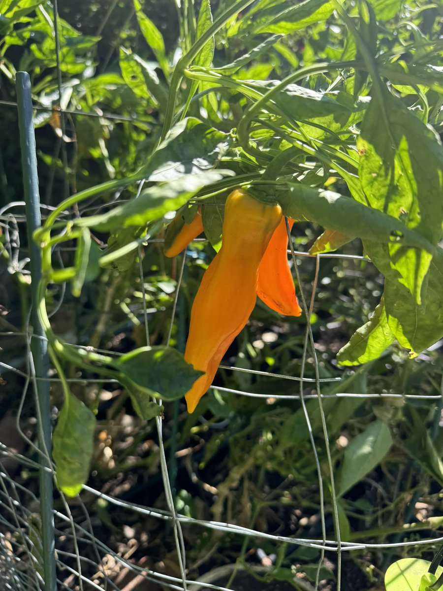 StacyeBranche's tweet photo. Happy Saturday from @healingfoodsgarden #frommygarden #haveagreatday #liveyourbestlife #livewithkindness #livewithgratitude #livewithoutregret #loveoneanother #seizetheday #practicerandomactsofkindness #Flowers #FlowerOfTheDay #FlowerLover #FlowerPhotography #flowerdaily #fyp https://t.co/oebCajOI5a