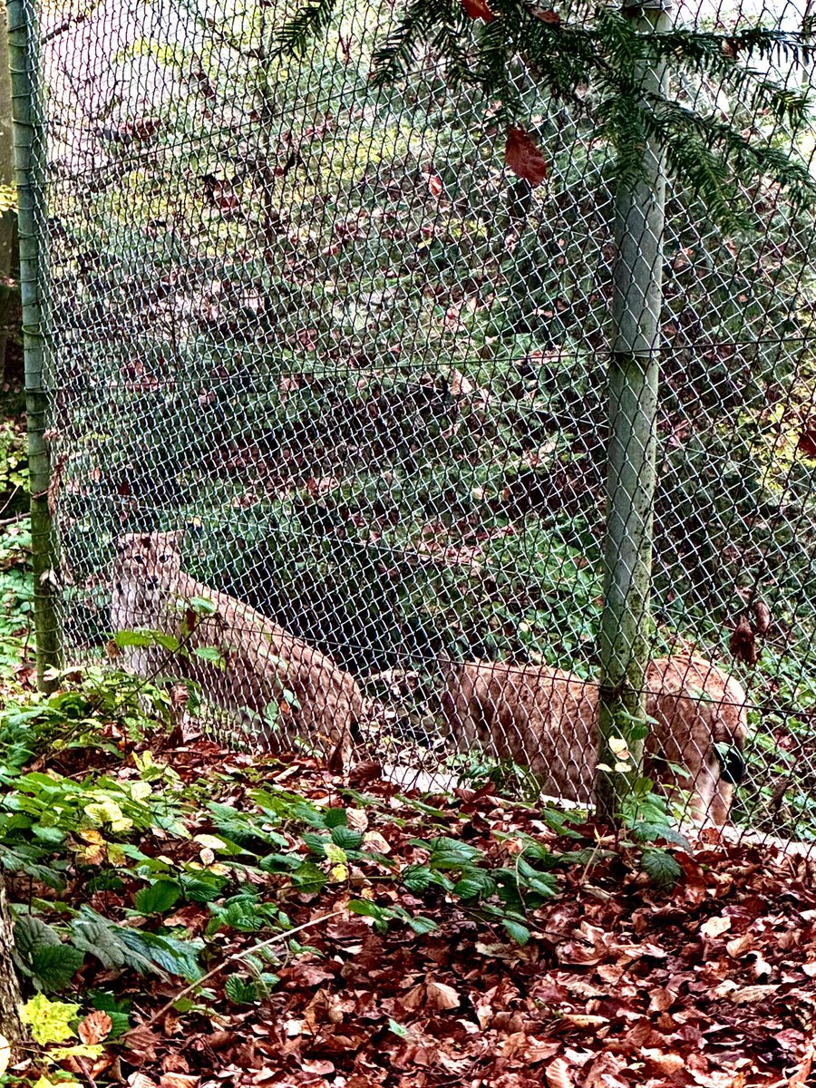 JDoubleT tweet media