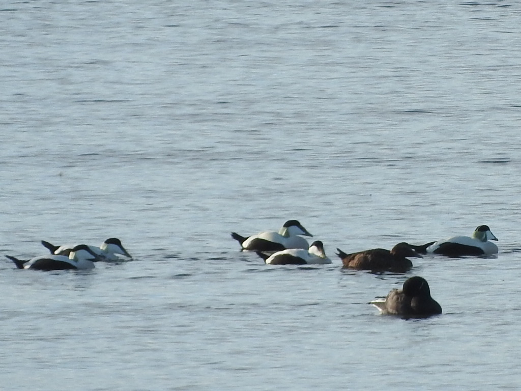 Titchfield Haven NNR- Hampshire County Council (@titchfieldhaven) on Twitter photo We've had large numbers of Ringed Plover (TH library photo-Stu Topps) & Sanderling gathering on the shoreline recently (TH library photos-Jon Mitchell). Offshore: Red-throated Diver & 22 Eider (TH photo-Lesley Thomas), plus 3 Glossy Ibis on reserve <a href="/hantsconnect/">Hampshire County Council</a> <a href="/HOSbirding/">Hampshire Ornithological Society</a> We've had large numbers of Ringed Plover (TH library photo-Stu Topps) & Sanderling gathering on the shoreline recently (TH library photos-Jon Mitchell). Offshore: Red-throated Diver & 22 Eider (TH photo-Lesley Thomas), plus 3 Glossy Ibis on reserve <a href="/hantsconnect/">Hampshire County Council</a> <a href="/HOSbirding/">Hampshire Ornithological Society</a>
