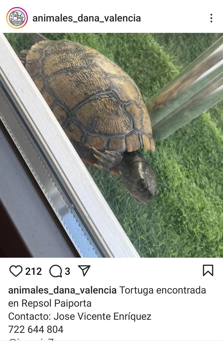 VidasSos's tweet image. #Tortuga ENCONTRADA EN #PAIPORTA #valencia .
Contacto en publicación 

#dana #España #AnimalesPerdidosDana