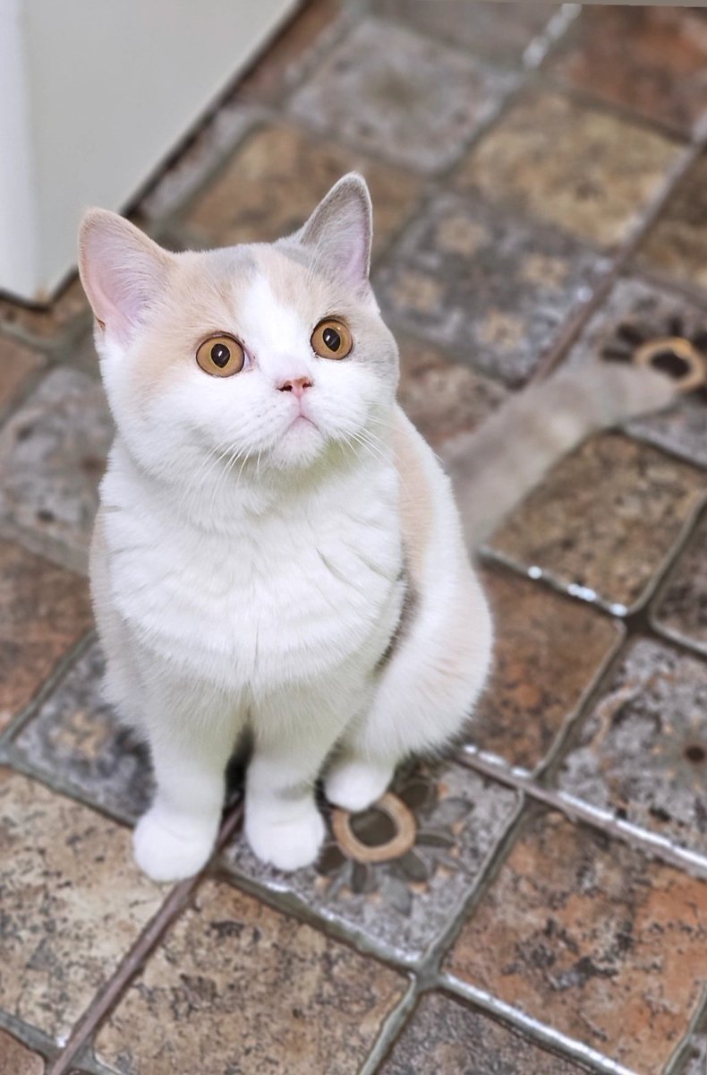 anca_m_anca's tweet image. #MyGrace 🤍🧡🩶