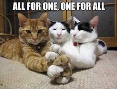 Stand2getherAll's tweet photo. @donkoclock @thegreatgig8 @Dollhouse @Tombug9221 @FrankReiser2 @JudyMee17 @MaryanneChisho2 @rhondajoy5 @CarolJo_ @jamkat314 @Kerrybear100 @ClassAwitch @Harris_4us @LawandaCon51630 @Papichi505 @JroWooTown @AcidicBrian @cocozoe @meyer79845 @Kathy17867025 Happy #Caturday #DonkFriends #BlueCrew https://t.co/rVmjIyH5xw