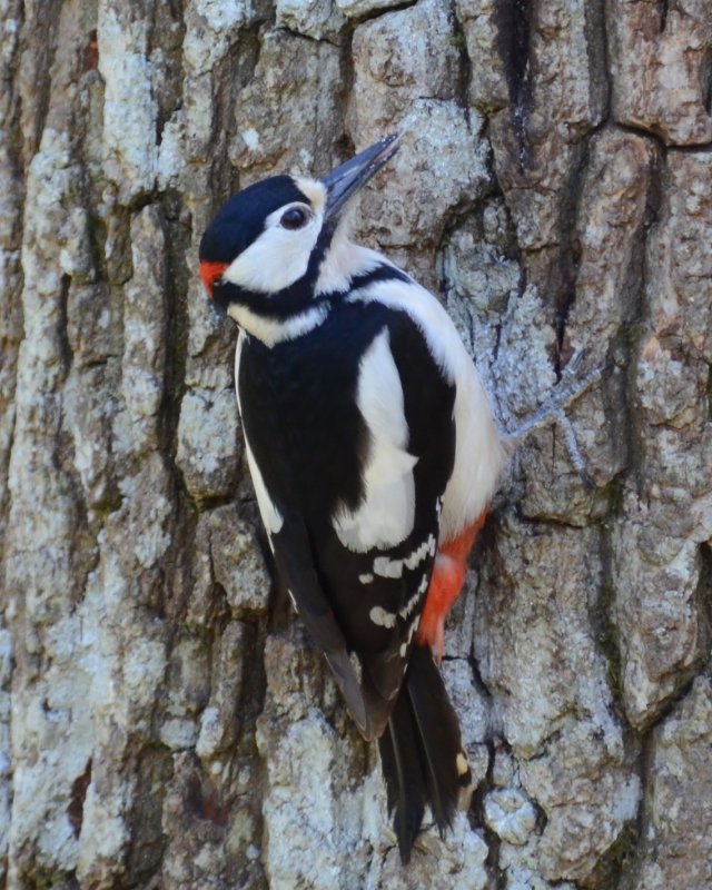 Has anyone else heard the distinctive woodpecker 'drumming' recently?

This beautiful Great Spotted Woodpecker, Dendrocopos major was seen at #seatonwetlands. This time of year, they can be spotted eating berries or even in your garden eating your peanuts 🖤🤍❤️

📸  Sue Smith