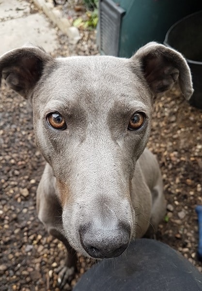 Animal Adoptions UK 🐕‍🦺🐈🐎❤️ tweet media