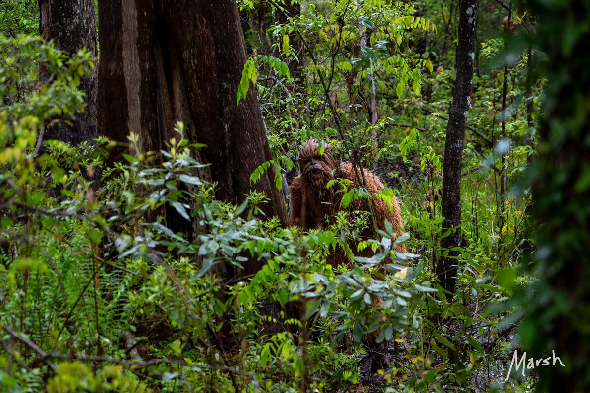 MarshyDeane's tweet photo. I saw the Swamp Ape!
#bigfoot  #bigfootsighting #sasquatch #swamp  #ape  #electionseason #halloween2024 https://t.co/8XQKVUBH6w