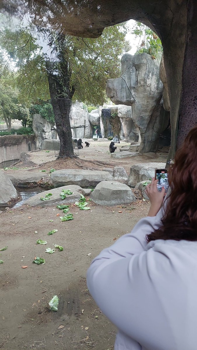 MrJohnsonTech's tweet image. Watching the gorillas at the @FortWorthZoo!