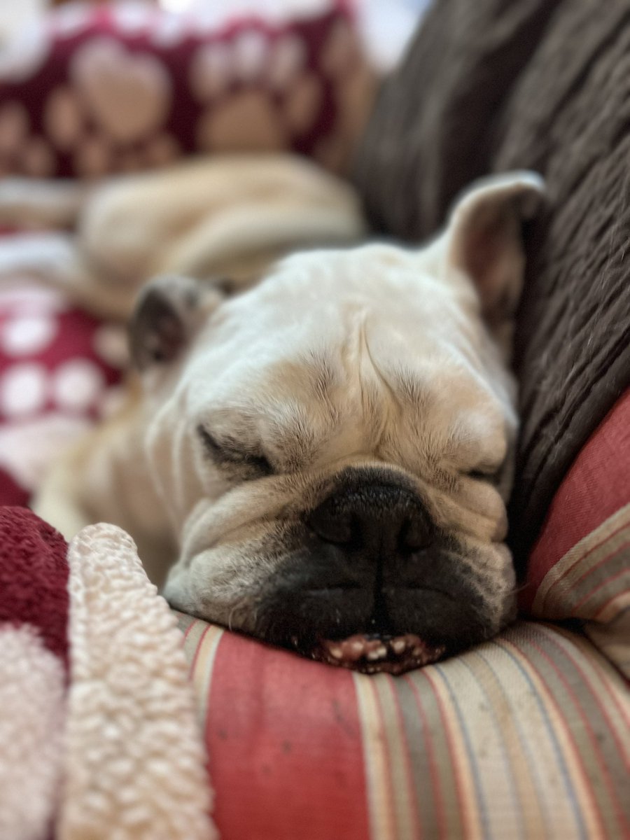 BulldogPorter's tweet photo. Happy fall Saturday! https://t.co/8Wmq3xBeHR