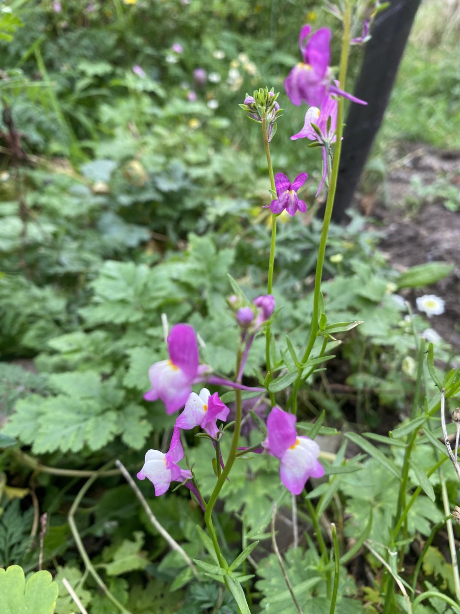Ballinard wildflower garden …. In November! 😳😊