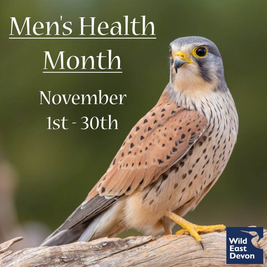 ♂️  November is Men's Health month and we thought it was important to share this awareness and to make a difference in mental health and suicide prevention, prostate cancer and testicular cancer.

✨ Let's talk about it!✨ Men's Health Month (wildeastdevon.co.uk)