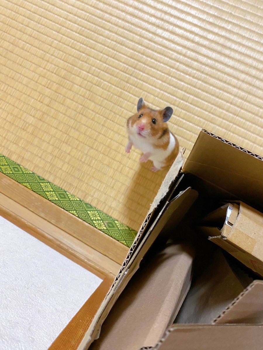 hamuhamustar924's tweet photo. ﾆﾝｹﾞﾝ…ﾃ��ｯｹｪ… https://t.co/hgOdhGAeWX