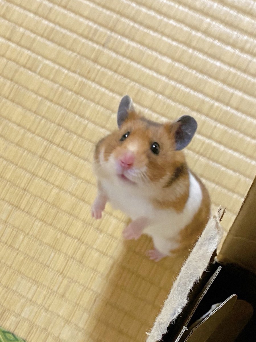 hamuhamustar924's tweet photo. ﾆﾝｹﾞﾝ…ﾃ��ｯｹｪ… https://t.co/hgOdhGAeWX