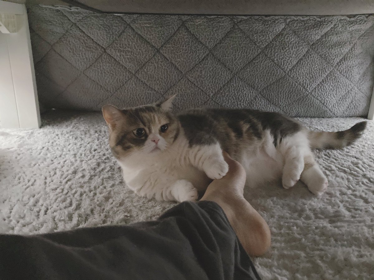 sui_1115's tweet photo. すいたん､こたつでぬくぬく💭

#猫 #ねこ #こたつ #マンチカン https://t.co/kDRJ1vFTb2