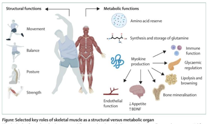 rabataller's tweet photo. Why is important muscle loss in people taking GLP-1 agonists?

Because skeletal muscle also secrete MYOKINES that regulate:
🔸Glucose and aminoacid metabolism
🔸Bone mineralization
🔸Immune function

Muscles have many functions besides movement ! 
 https://t.co/JmY88BUA8q
