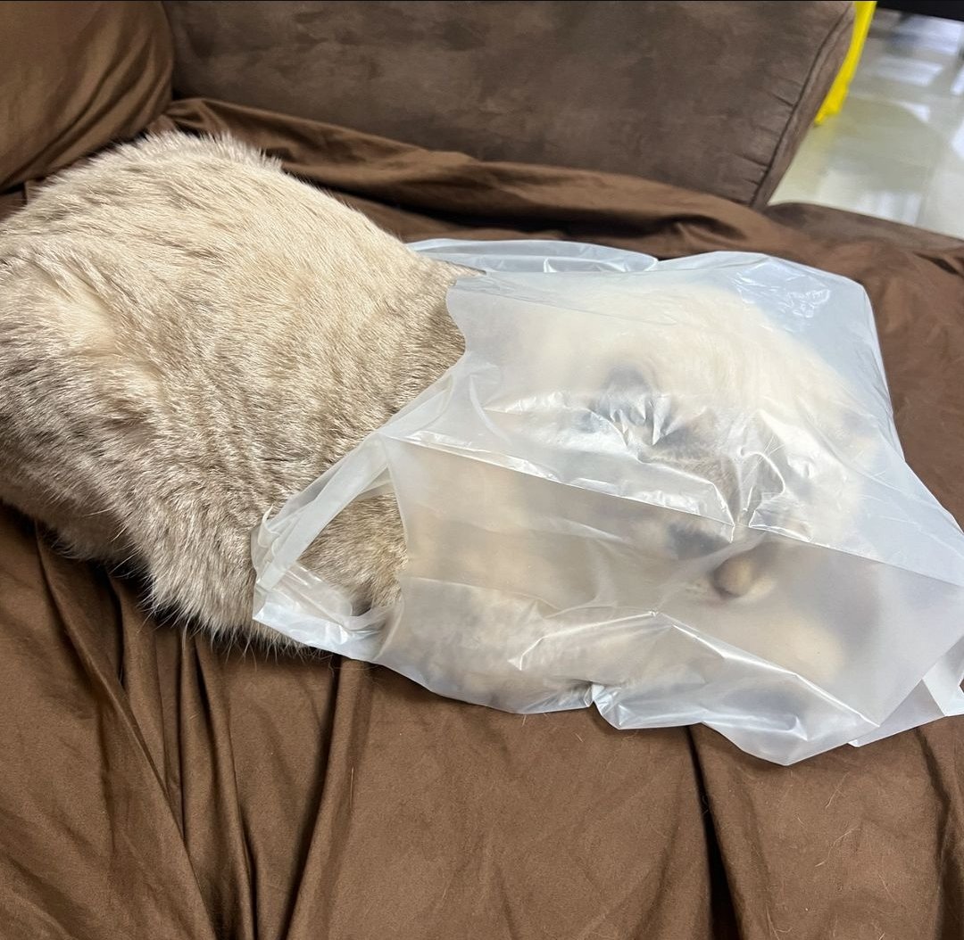 houseofKANA's tweet photo. 🗣: Why put the Azar in plastic bag?
Gulf: I didn't put him in it, I ordered food to eat and it came with a plastic bag. I ate normally and left the bag aside. After a while, I heard a sound (of plastic bag), and It's turn out a bag of cat.

🤏🏻🤣🤣
GULF​ X VIF IN CHIANGMAI​
#GulfenjoyswithVIFinCNX