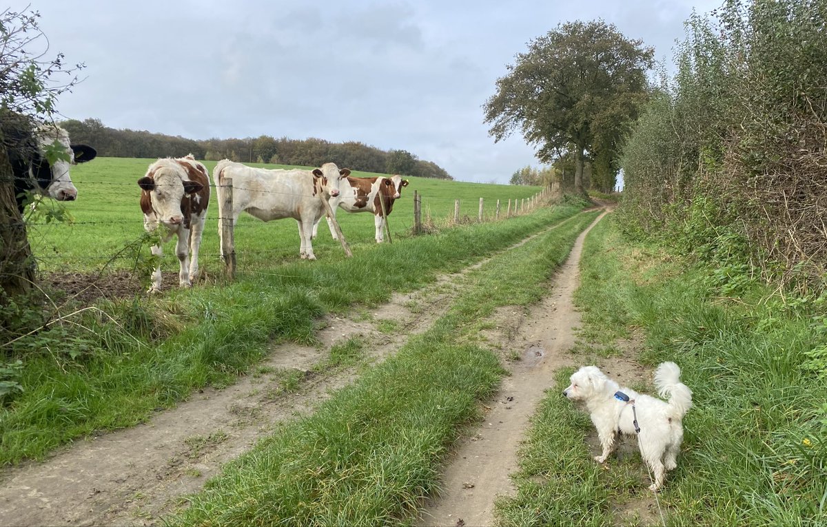 roos vonk (@roosvonk) on Twitter photo En meteen pakt hij ook nog even mee dat je vooral niks moet doen voor de biodiversiteit😳.
Maar zeggen <a href="/SvenKockelmann/">Sven Kockelmann</a> en <a href="/TvanGroningen/">Thomas van Groningen</a> dan eigenlijk ook nog iets? Of vinden die het wel prima dat zulke lulkoek over tafel gaat? En meteen pakt hij ook nog even mee dat je vooral niks moet doen voor de biodiversiteit😳.
Maar zeggen <a href="/SvenKockelmann/">Sven Kockelmann</a> en <a href="/TvanGroningen/">Thomas van Groningen</a> dan eigenlijk ook nog iets? Of vinden die het wel prima dat zulke lulkoek over tafel gaat?