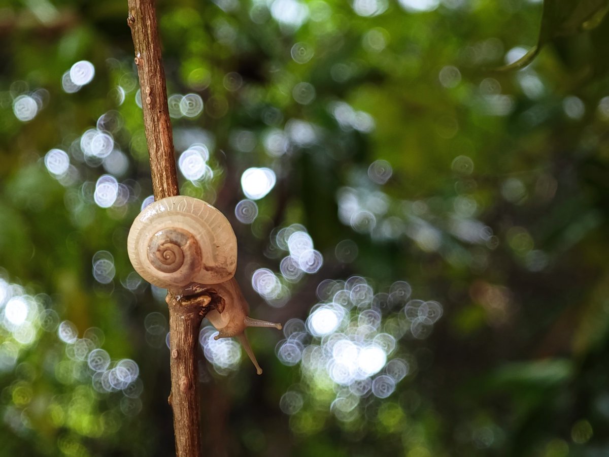 Offl_vignesh's tweet image. Thrilled to share my first macro shot with the Xiaomi 14! The camera performance is truly impressive, and the beast performance of this phone makes capturing details a breeze. This little snail is just the beginning! 📸✨ #Xiaomi14 #BeastPerformance #MacroPhotography @XiaomiIndia