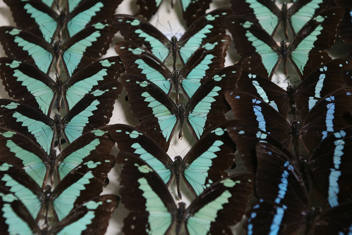 Discover an incredible display of specimens in the World Wildlife Gallery, where there's truly something for everyone to enjoy! Don't miss out on this captivating experience!🦋