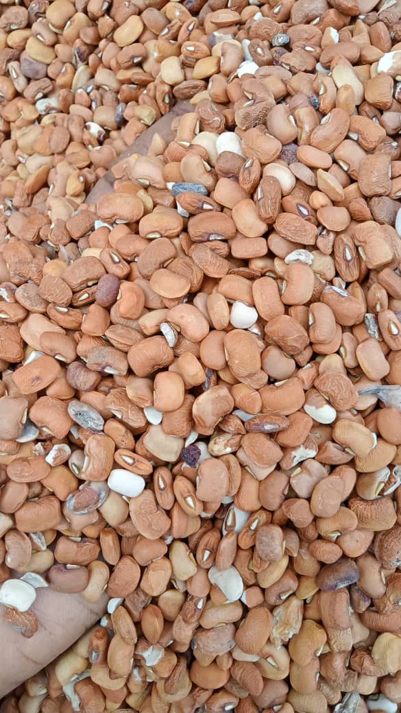 Top quality oloyin beans available for supplies and export.
#foodstuffs