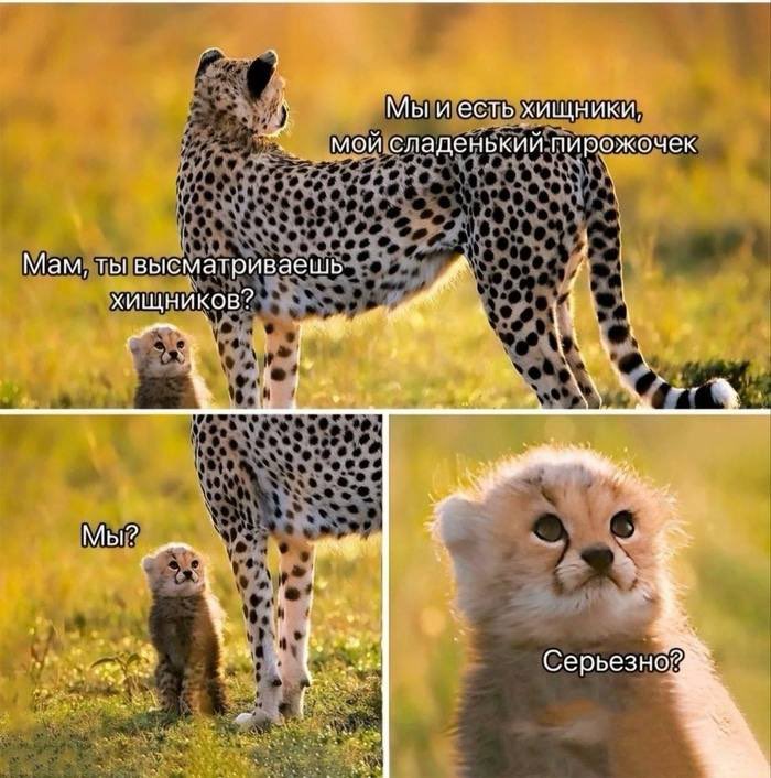 Пожалуй один из любимых мемов